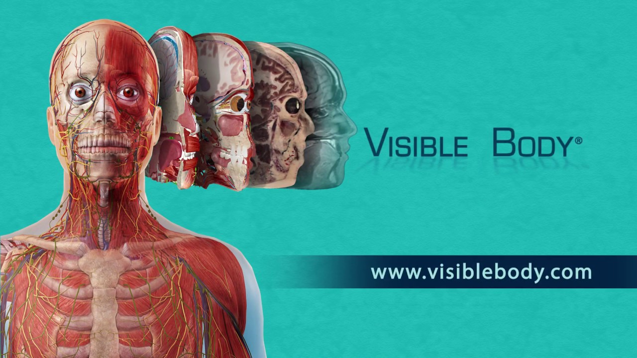 Visible body anatomy and physiology app